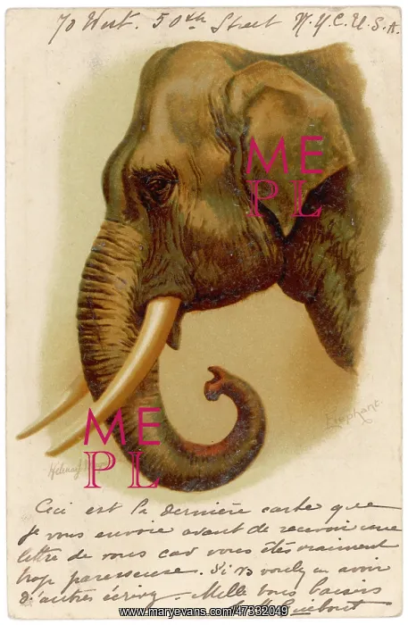  : ELEPHANT'S HEAD 1904