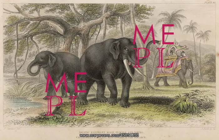 : ELEPHANTS / HOWDAH 19C : ELEPHANTS / HOWDAH 19C