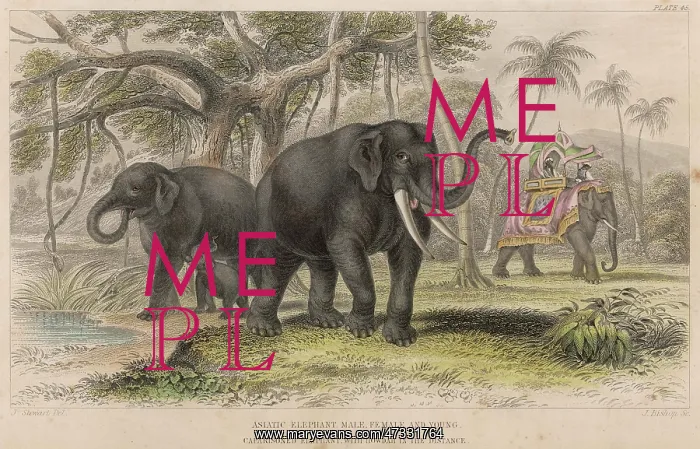 : ELEPHANTS / HOWDAH 19C : ELEPHANTS / HOWDAH 19C