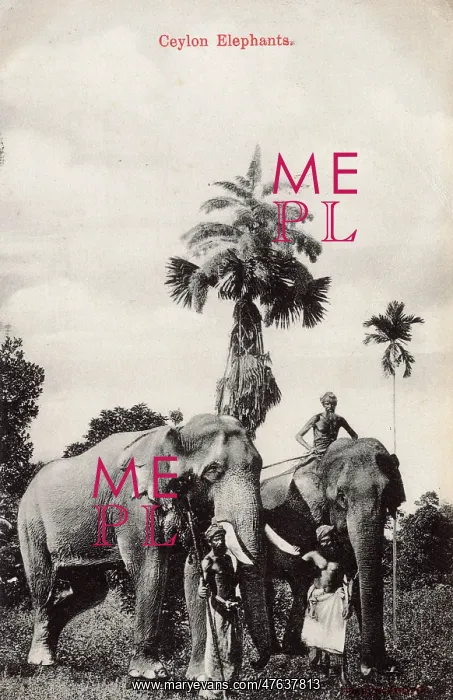  : Elephants and their keepers, Ceylon (Sri Lanka)