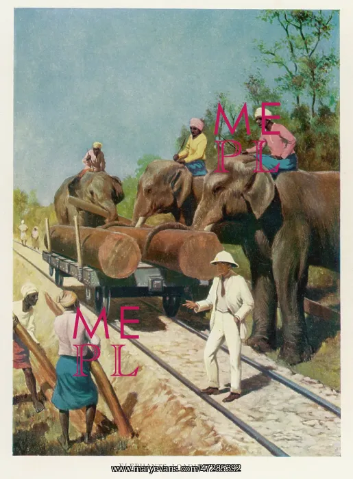 : ELEPHANTS LOADING TEAK : ELEPHANTS LOADING TEAK