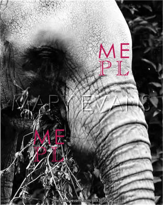 : ELEPHANTS LUNCH : ELEPHANTS LUNCH