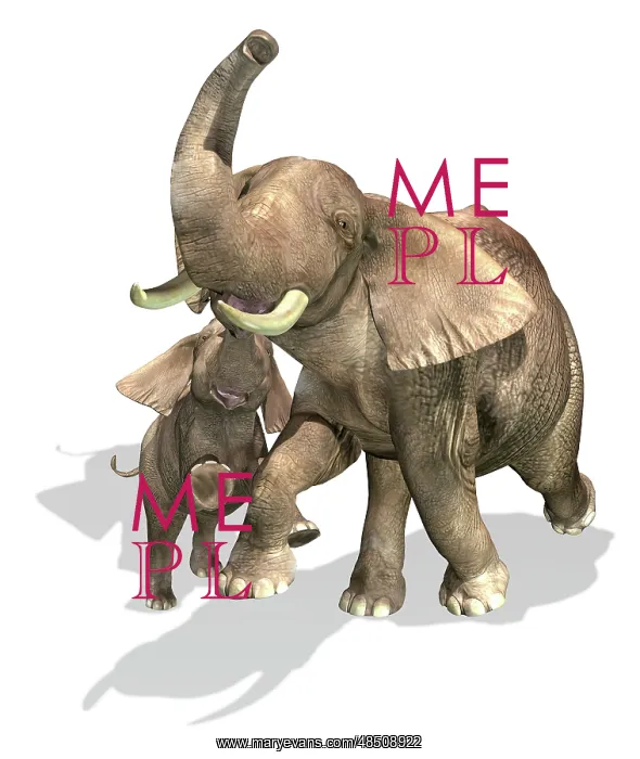 : Elephants, mother and son : Elephants, mother and son