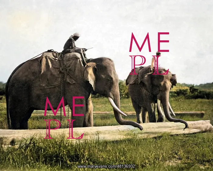 : Elephants moving timber, India : Elephants moving timber, India