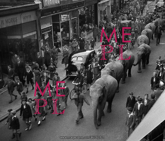  : Elephants parade through town to publicise circus