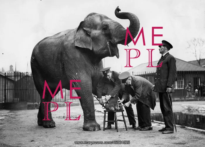 : Elephant's pedicure : Elephant's pedicure