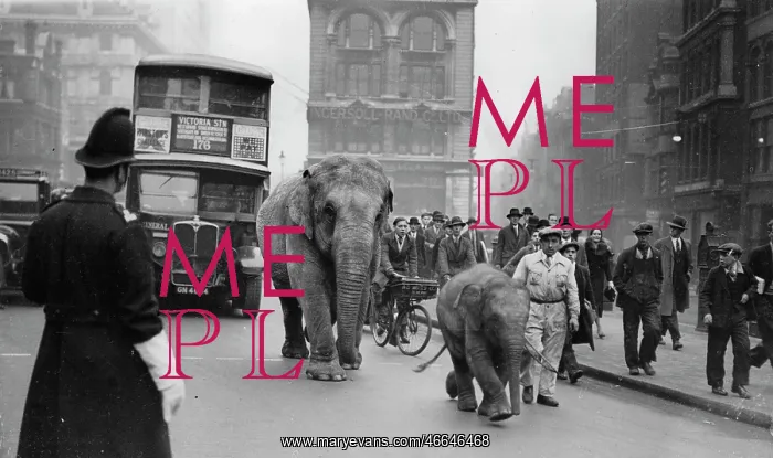 : Elephants (ROMA and MEJACK) of the : Elephants (ROMA and MEJACK) of the