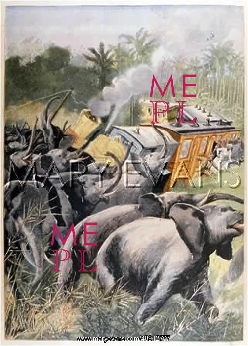 : ELEPHANTS / TRAIN / ASSAM : ELEPHANTS / TRAIN / ASSAM