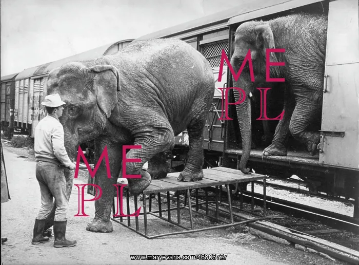 : Elephants are unloaded from railway wagons : Elephants are unloaded from railway wagons