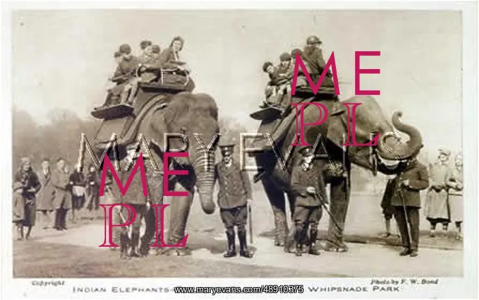 : ELEPHANTS AT WHIPSNADE : ELEPHANTS AT WHIPSNADE