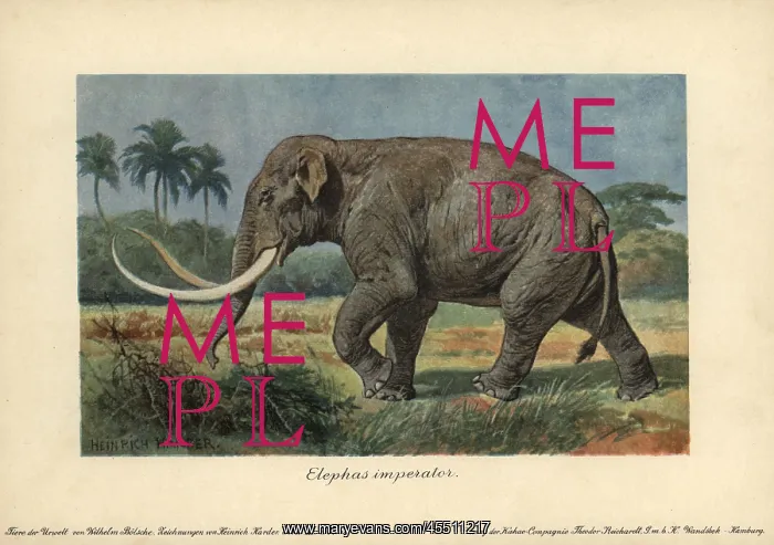 : Elephas imperator, an extinct giant mammoth : Elephas imperator, an extinct giant mammoth