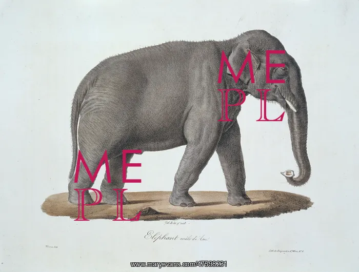 : Elephas maximus, Asian elephant : Elephas maximus, Asian elephant