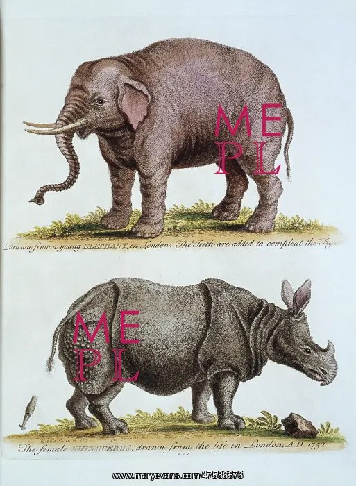 : Elephas maximus, Asian elephant & rhinoceros : Elephas maximus, Asian elephant & rhinoceros