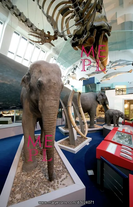 : Elephas maximus, Asiatic elephant : Elephas maximus, Asiatic elephant