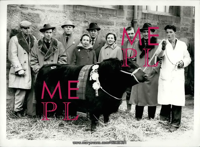 : Elevate of Eastfield pedigree bull, world record price paid : Elevate of Eastfield pedigree bull, world record price paid