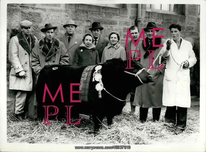 : Elevate of Eastfield pedigree bull, world record price paid : Elevate of Eastfield pedigree bull, world record price paid