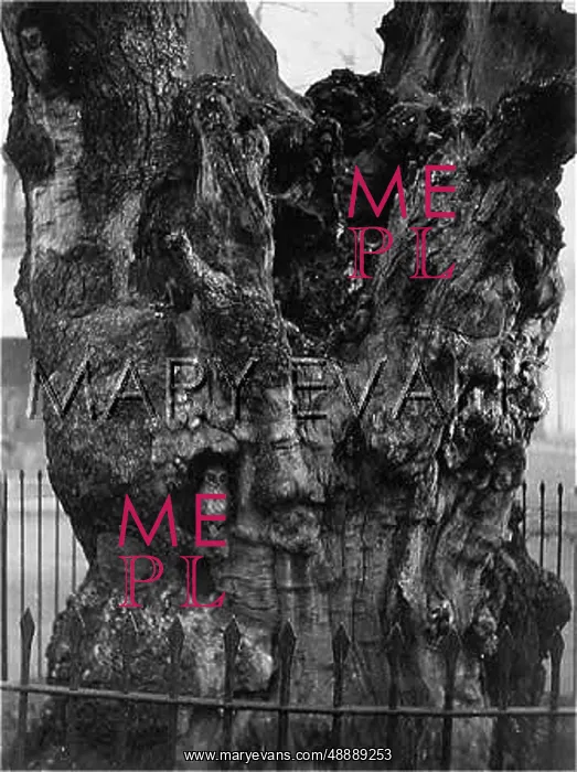 : ELFIN TREE, KENSINGTON : ELFIN TREE, KENSINGTON