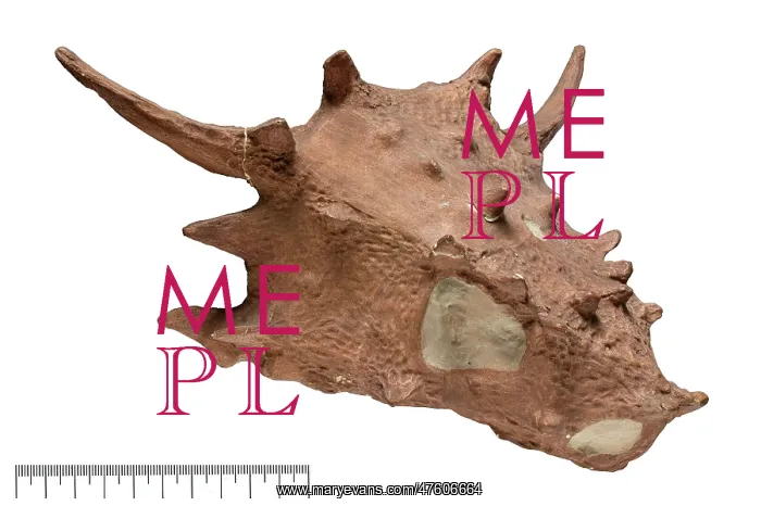 : Elginia. Fossil from the Natural History Museum's, Palaeontology Department : Elginia. Fossil from the Natural History Museum's, Palaeontology Department