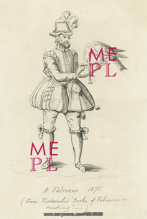 : ELIZABETHAN FALCONER