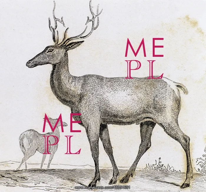 : Elk. Artiodactyl mammal deer : Elk. Artiodactyl mammal deer
