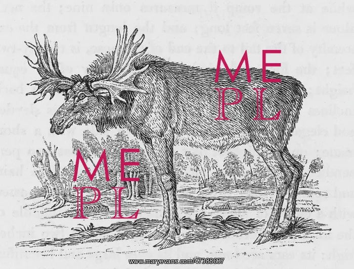 : ELK (BEWICK) : ELK (BEWICK)