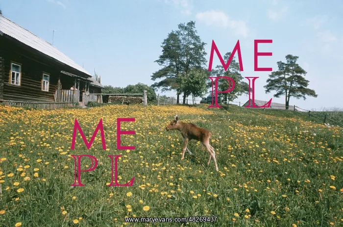 : Elk-breeding farm, 1975 : Elk-breeding farm, 1975