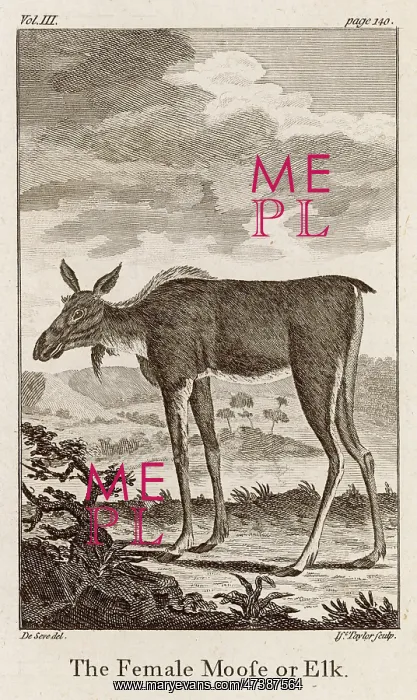  : ELK OR MOOSE
