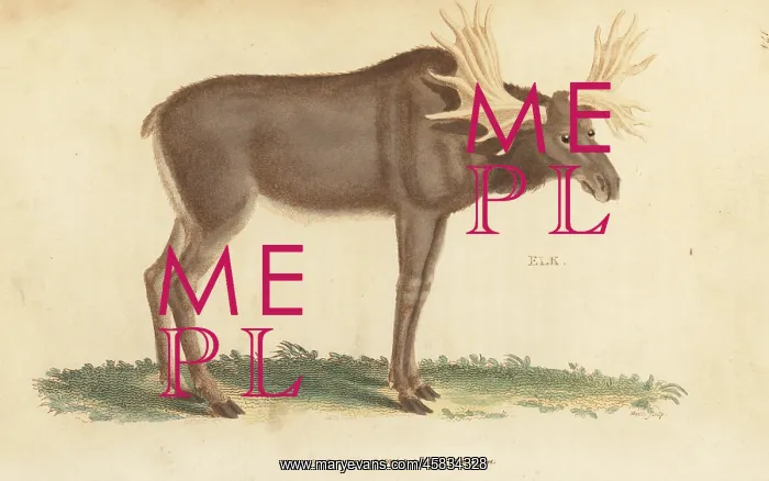 : Elk or moose, Alces alces : Elk or moose, Alces alces