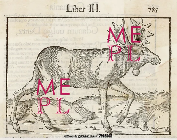 : ELK (MUNSTER) : ELK (MUNSTER)