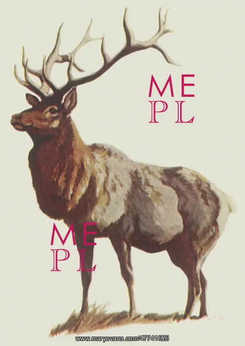  : Elk in Profile
