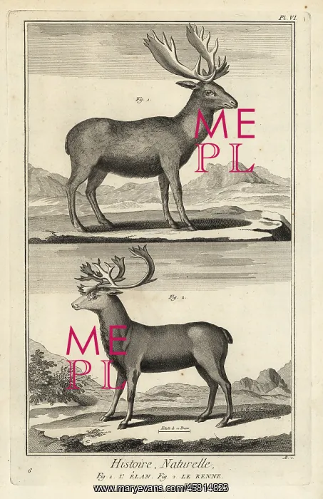 : Elk and reindeer : Elk and reindeer