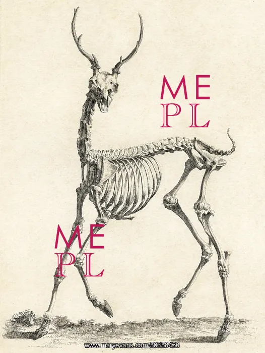 : Elk Skeleton, Barton, c. 18th C : Elk Skeleton, Barton, c. 18th C