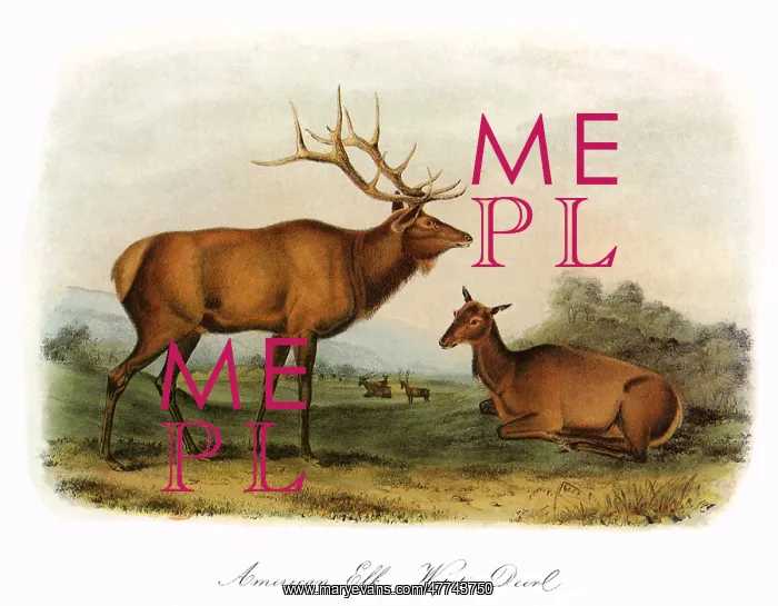  : Elk Stag and Doe