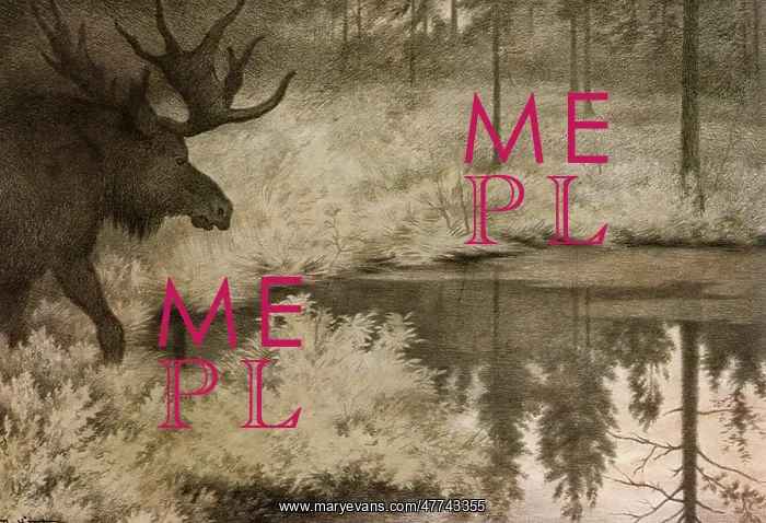  : Elk at Twilight