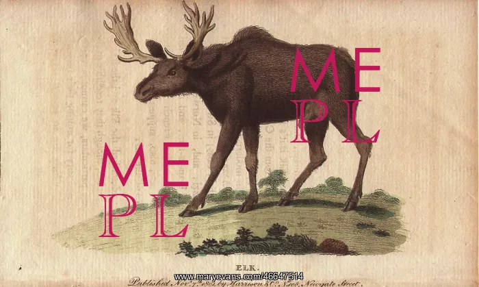 : Elk or wapiti, Cervus canadensis : Elk or wapiti, Cervus canadensis