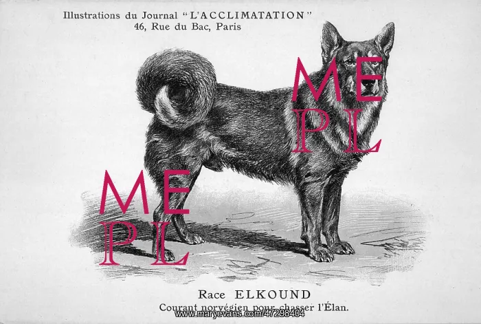 : Elkhound Dog : Elkhound Dog
