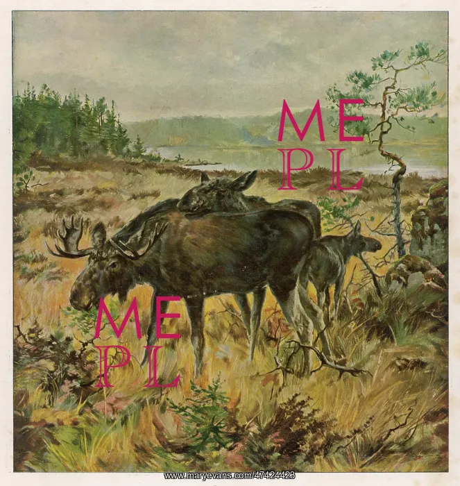 : ELKS IN SWEDEN : ELKS IN SWEDEN