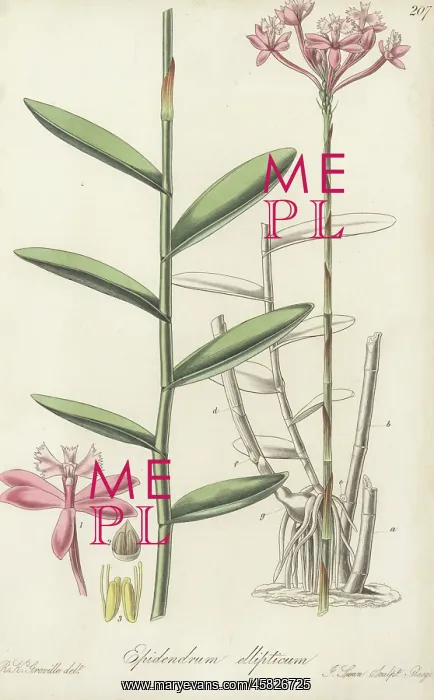 : Elliptical-leaved epidendrum orchid, Epidendrum ellipticum : Elliptical-leaved epidendrum orchid, Epidendrum ellipticum