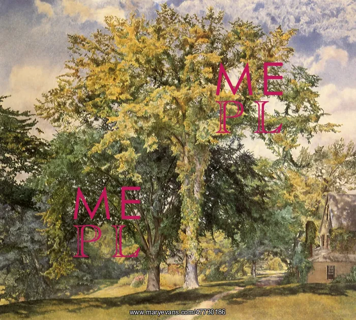  : The Elm