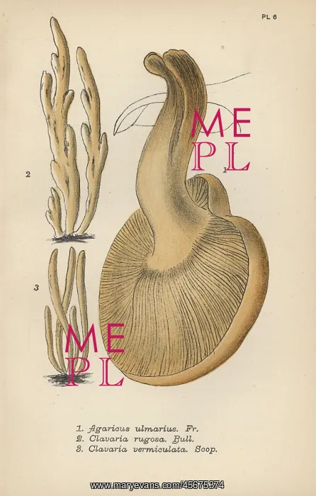 : Elm sidefoot, Agaricus ulmarius 1, furrowed : Elm sidefoot, Agaricus ulmarius 1, furrowed