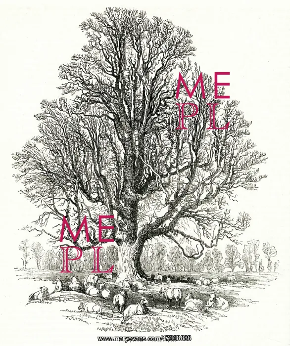 : Elm tree, Ulmus campestris, in winter : Elm tree, Ulmus campestris, in winter