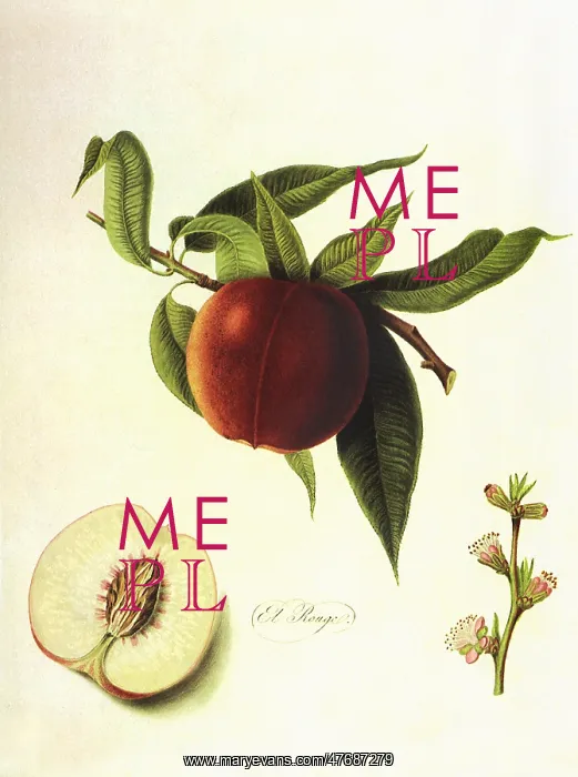  : Elruge Nectarines