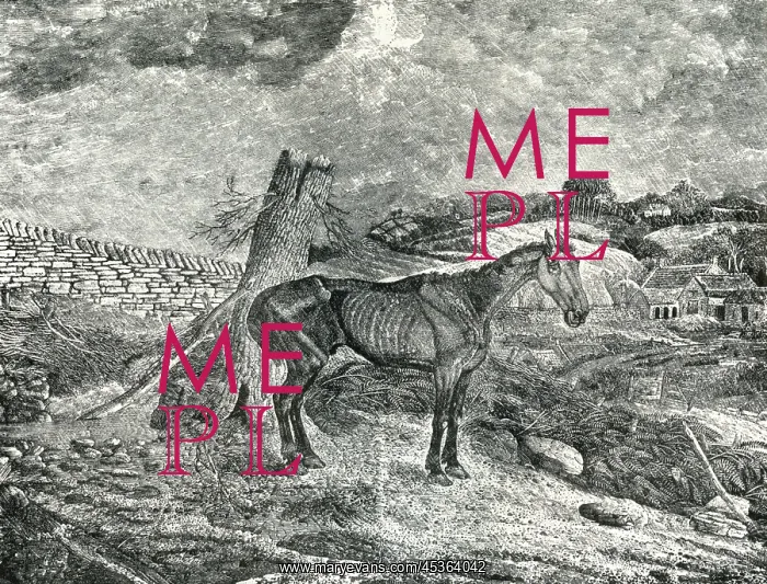  : Emaciated horse