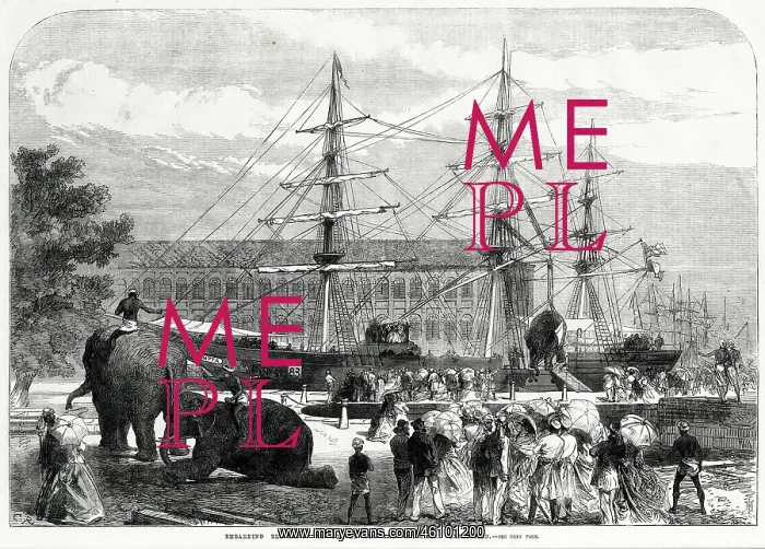 : Embarking elephants at Bombay for the Abyssinian Expedition : Embarking elephants at Bombay for the Abyssinian Expedition