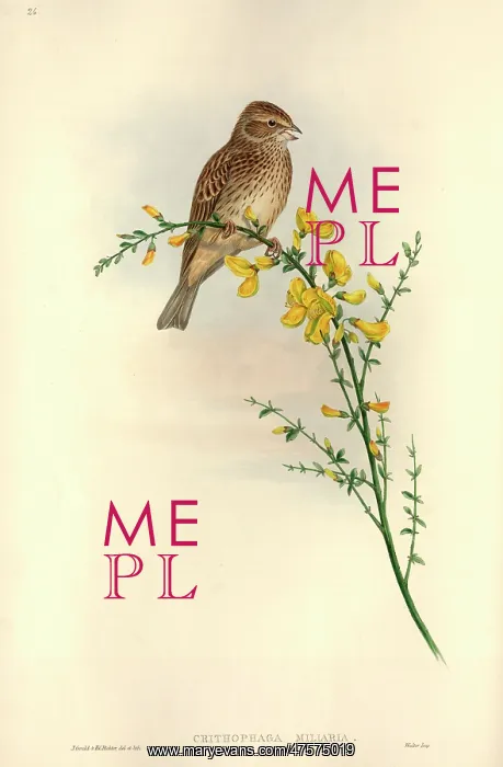 : Emberiza calandra, corn bunting : Emberiza calandra, corn bunting