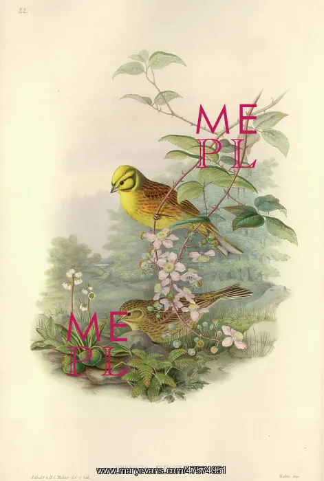 : Emberiza citrinella, yellowhammer : Emberiza citrinella, yellowhammer