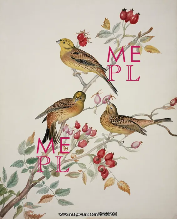 : Emberiza citrinella, yellowhammer : Emberiza citrinella, yellowhammer