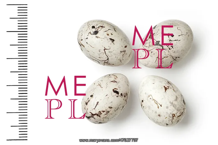 : Emberiza leucocephalos, pine bunting eggs : Emberiza leucocephalos, pine bunting eggs