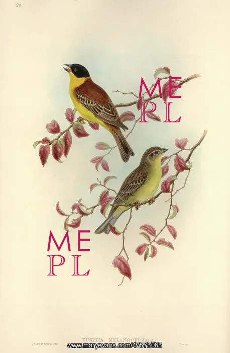 : Emberiza melanocephala, black-headed bunting : Emberiza melanocephala, black-headed bunting