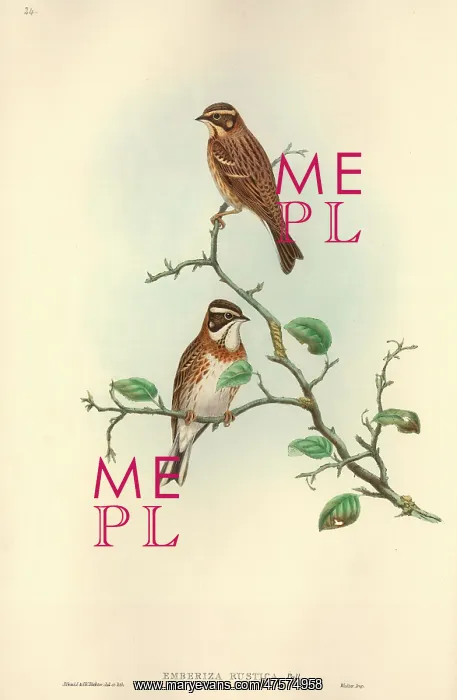 : Emberiza rustica, rustic bunting : Emberiza rustica, rustic bunting